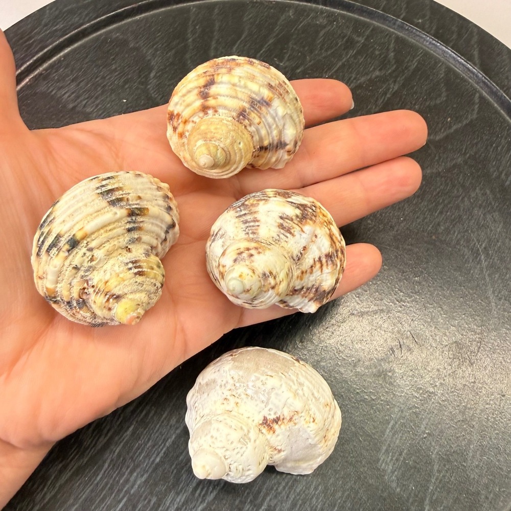 Natural Turbo Snail Sea Shells‎ Set of 4 Tan Brown Nautical Decor Crafts 1.5-2"